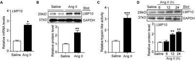 Deficiency of the Immunoproteasome LMP10 Subunit Attenuates Angiotensin II-Induced Cardiac Hypertrophic Remodeling via Autophagic Degradation of gp130 and IGF1R